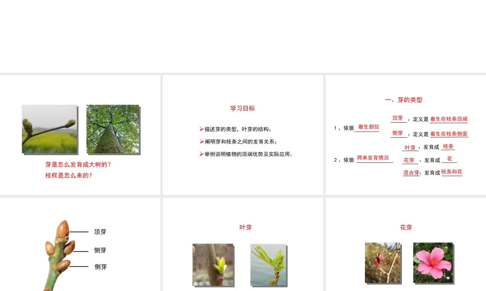 八年级生物上册 第三单元 第一章 第3节《芽的发育》课件2 （新版）冀教版-（新版）冀教级上册生物课件