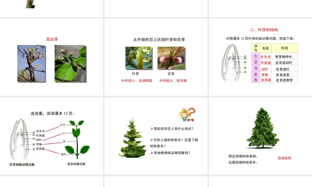 八年级生物上册 第三单元 第一章 第3节《芽的发育》课件2 （新版）冀教版-（新版）冀教级上册生物课件