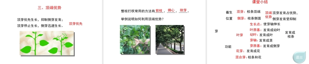 八年级生物上册 第三单元 第一章 第3节《芽的发育》课件2 （新版）冀教版-（新版）冀教级上册生物课件
