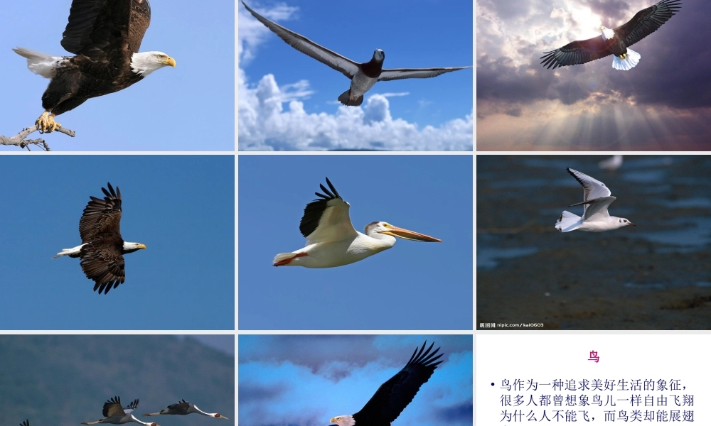 八年级生物上册 第三节 空中飞行的动物（鸟）课件 人教新课标版