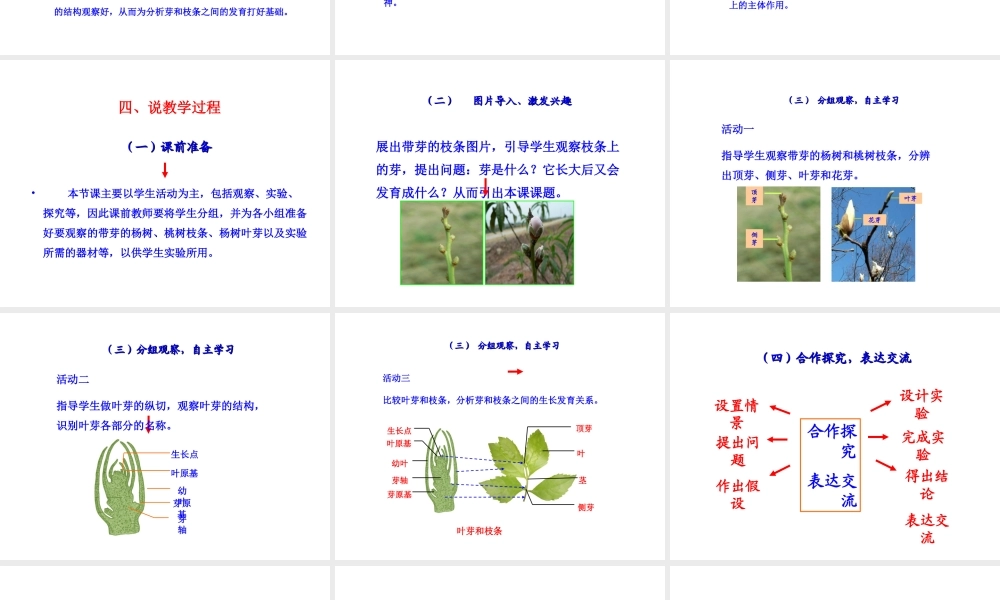 八年级生物上册 第三单元 第一章 第3节《芽的发育》说课课件 （新版）冀教版-（新版）冀教版初中八年级上册生物课件