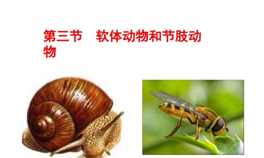 八年级生物上册 第三节 软体动物和节肢动物课件 （新版）新人教版