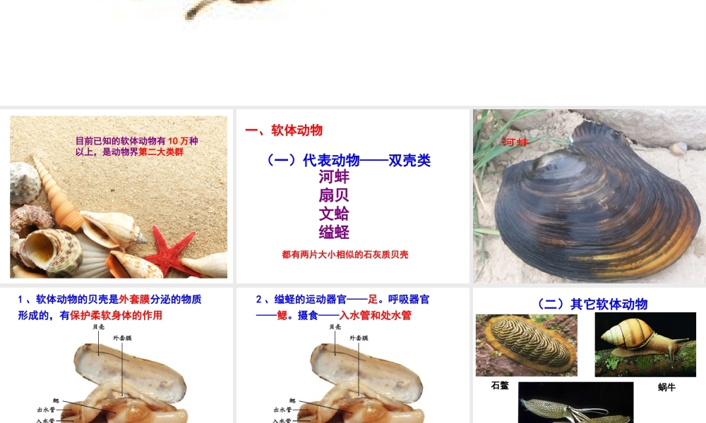 八年级生物上册 第三节 软体动物和节肢动物课件 （新版）新人教版