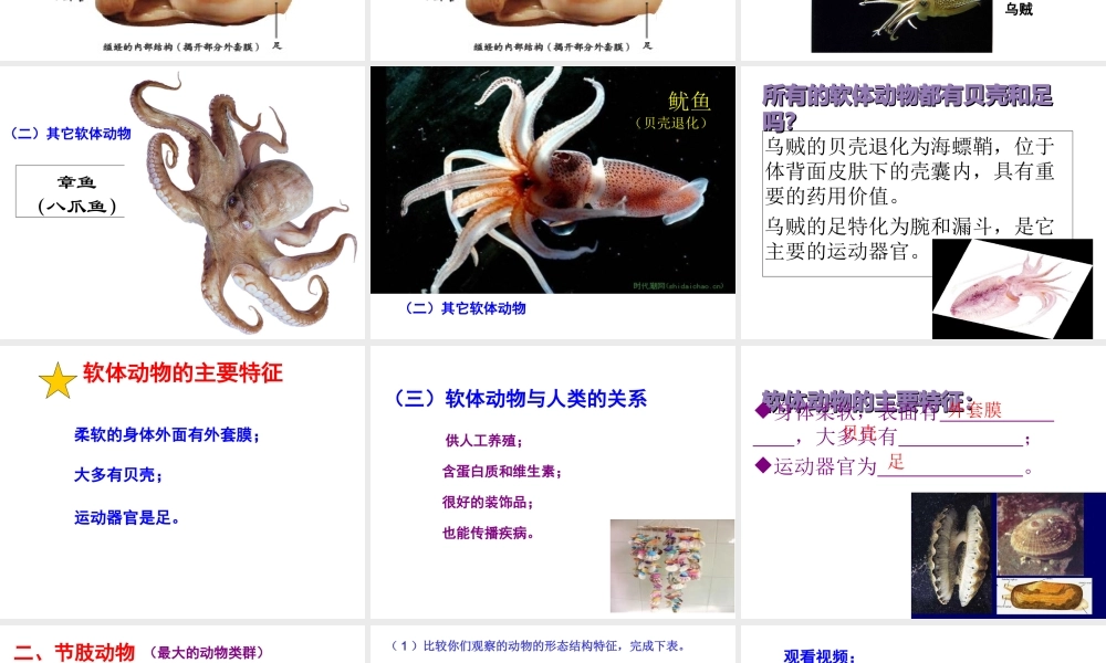 八年级生物上册 第三节 软体动物和节肢动物课件 （新版）新人教版