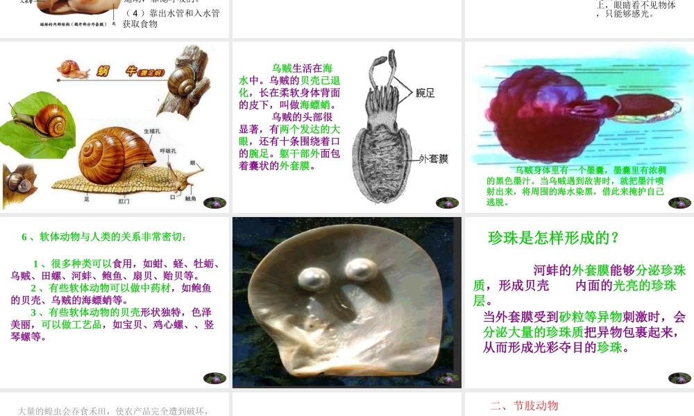 八年级生物上册 第三节 软体动物和节肢动物课件 新人教版