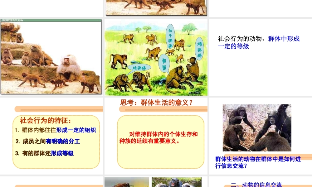 八年级生物上册 第三节 社会行为课件 新人教版