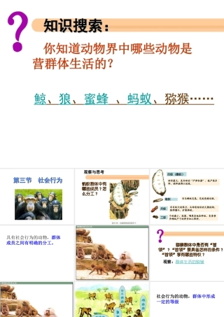 八年级生物上册 第三节 社会行为课件 新人教版