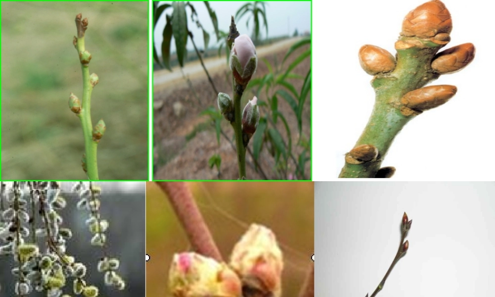 八年级生物上册 第三单元 第一章 第三节 芽的发育课件 （新版）冀教版-（新版）冀教版初中八年级上册生物课件