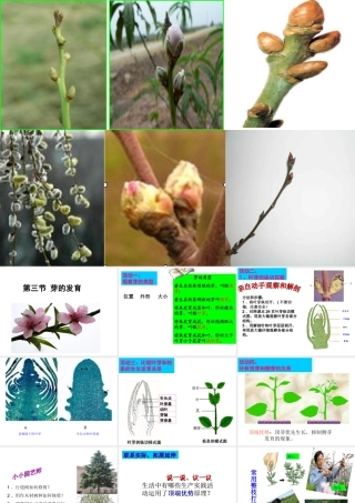 八年级生物上册 第三单元 第一章 第三节 芽的发育课件 （新版）冀教版-（新版）冀教版初中八年级上册生物课件