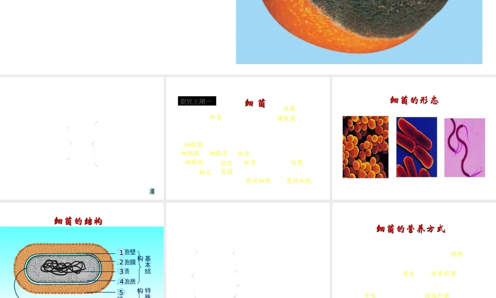 八年级生物上册 第三节 神奇的微生物课件 （新版）苏教版