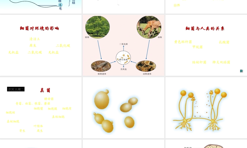 八年级生物上册 第三节 神奇的微生物课件 （新版）苏教版