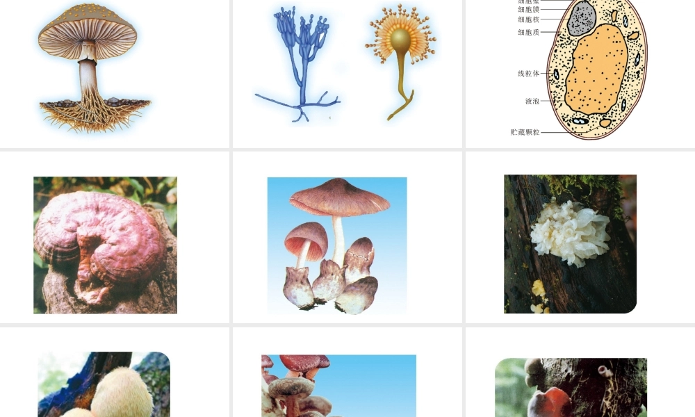 八年级生物上册 第三节 神奇的微生物课件 （新版）苏教版