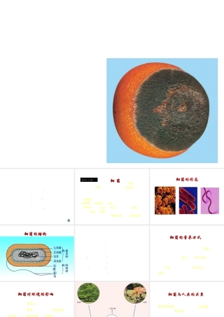 八年级生物上册 第三节 神奇的微生物课件 （新版）苏教版