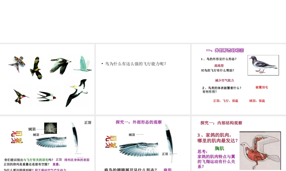 八年级生物上册 第三节空中飞行的动物 课件 人教新课标版