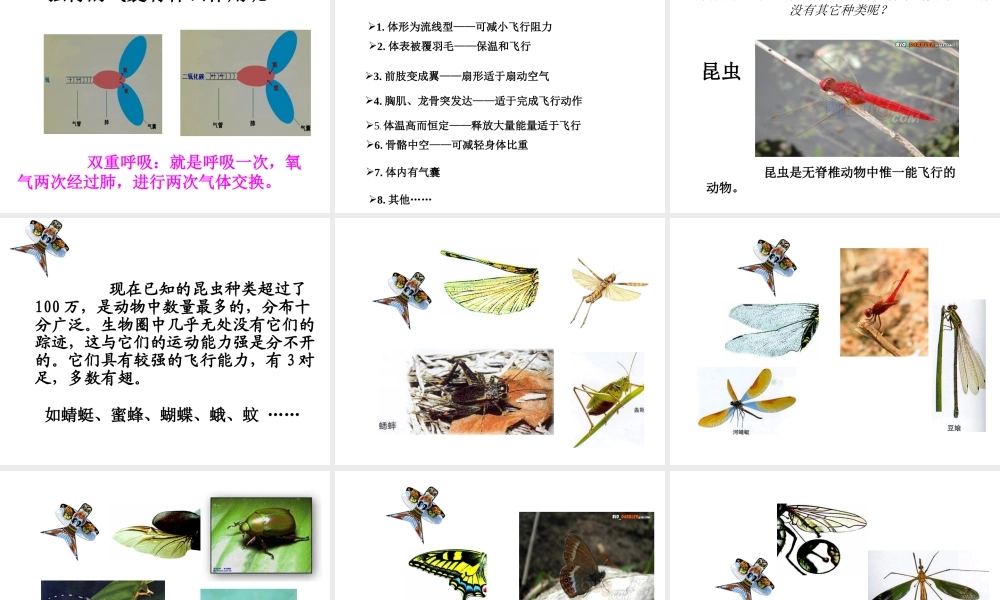八年级生物上册 第三节空中飞行的动物 课件 人教新课标版