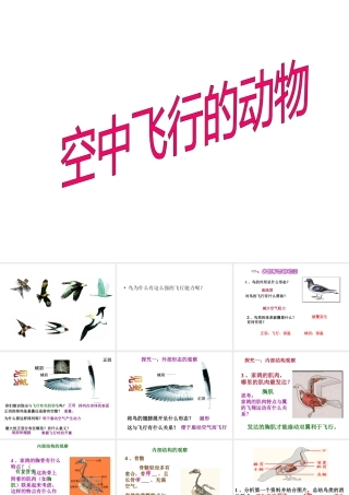 八年级生物上册 第三节空中飞行的动物 课件 人教新课标版