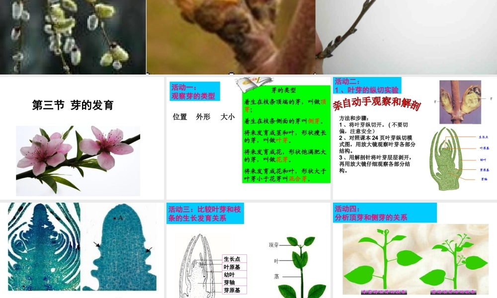 八年级生物上册 第三单元 第一章 第三节 芽的发育课件 （新版）冀教版-（新版）冀教级上册生物课件