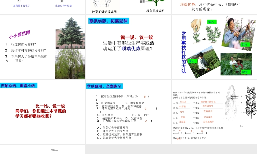 八年级生物上册 第三单元 第一章 第三节 芽的发育课件 （新版）冀教版-（新版）冀教级上册生物课件