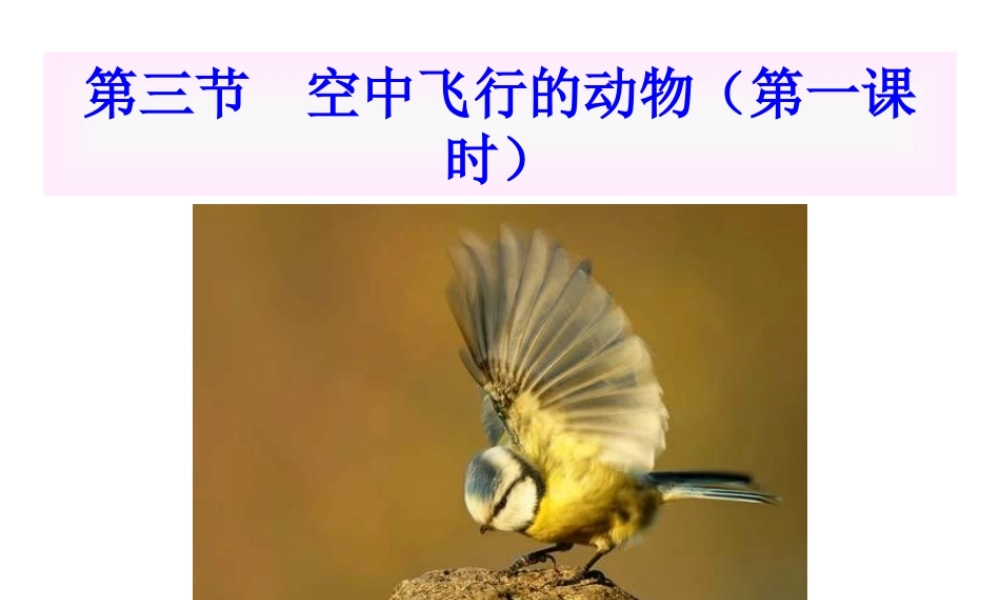 八年级生物上册 第三节空中飞行的动物课件 人教新课标版