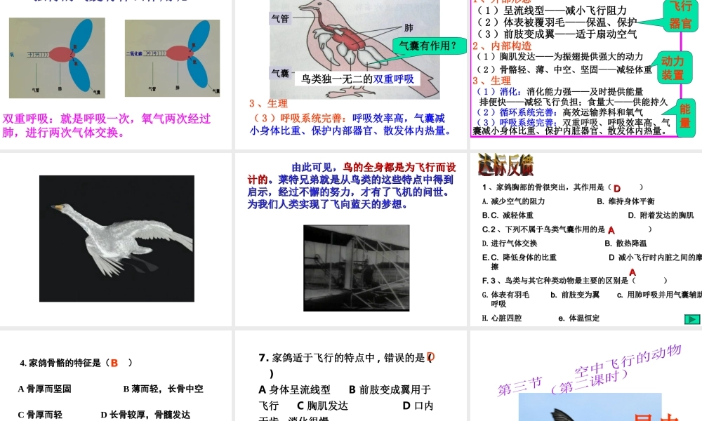 八年级生物上册 第三节空中飞行的动物课件 人教新课标版