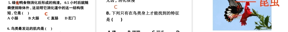 八年级生物上册 第三节空中飞行的动物课件 人教新课标版