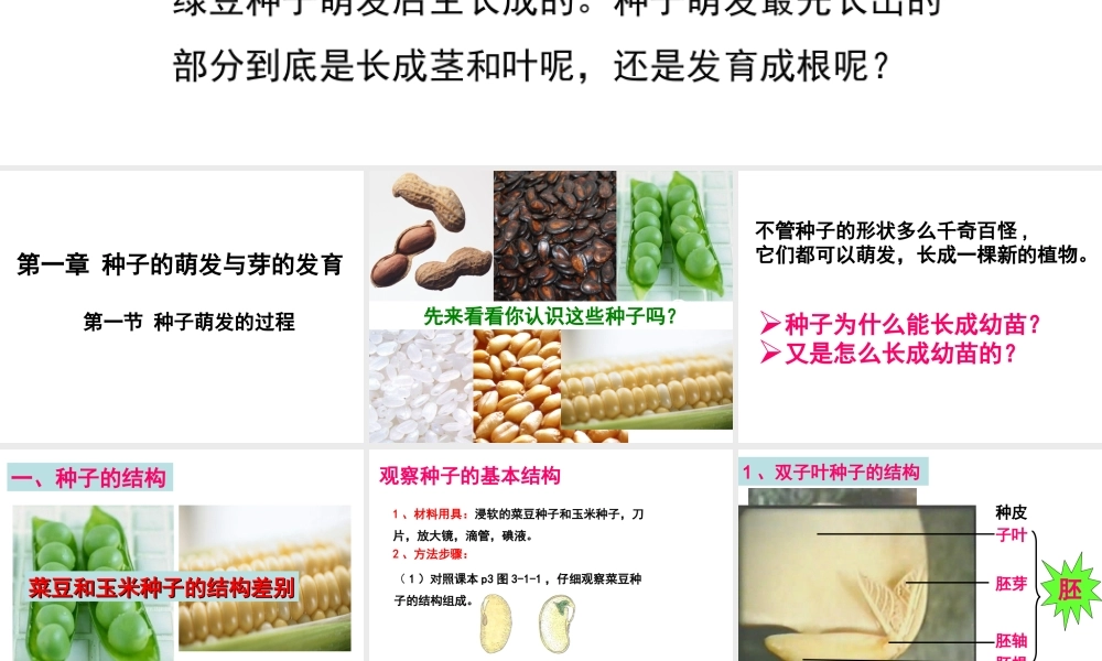 八年级生物上册 第三单元 第一章 第一节 种子萌发的过程课件 （新版）冀教版-（新版）冀教版初中八年级上册生物课件