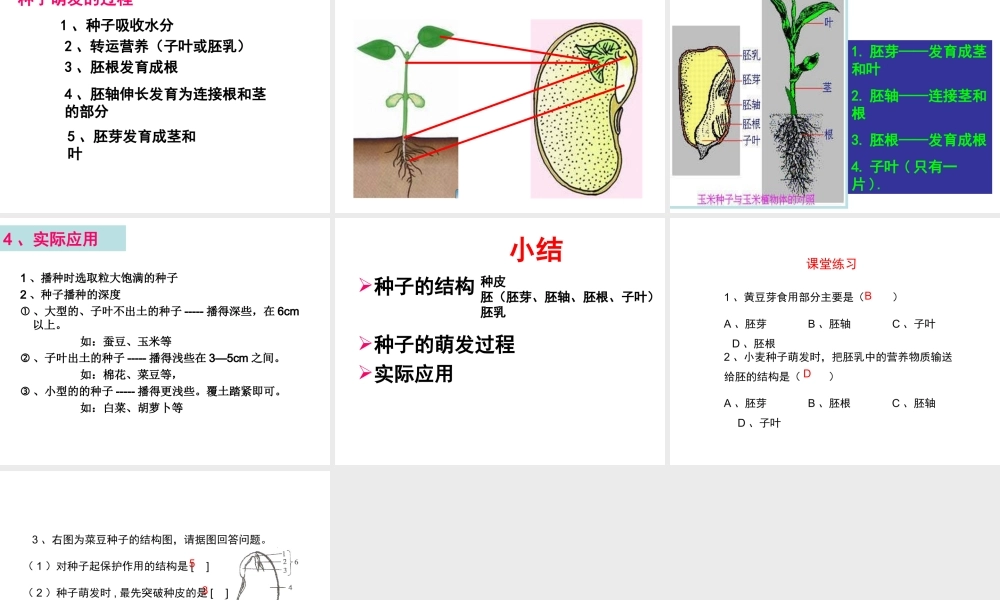 八年级生物上册 第三单元 第一章 第一节 种子萌发的过程课件 （新版）冀教版-（新版）冀教版初中八年级上册生物课件