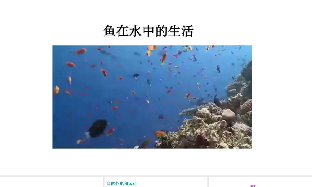 八年级生物上册 第五单元 第一章 第四节 鱼《鱼在水中的生活》课件 （新版）新人教版