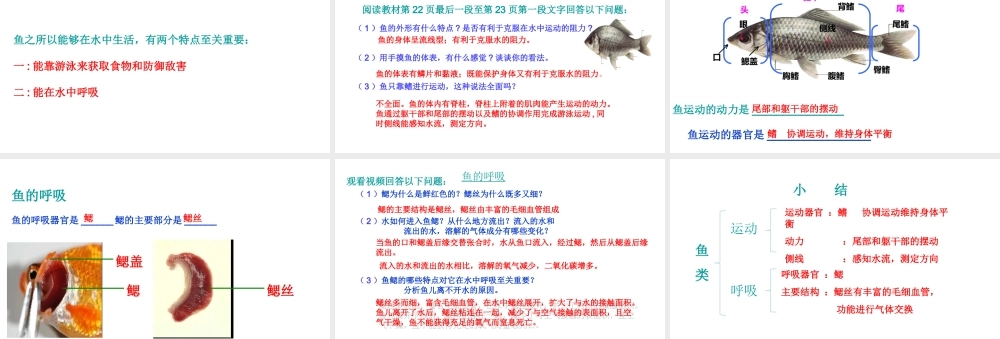 八年级生物上册 第五单元 第一章 第四节 鱼《鱼在水中的生活》课件 （新版）新人教版