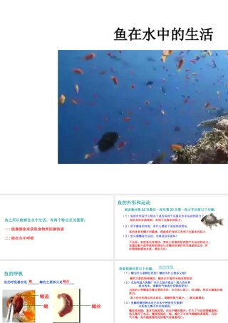 八年级生物上册 第五单元 第一章 第四节 鱼《鱼在水中的生活》课件 （新版）新人教版