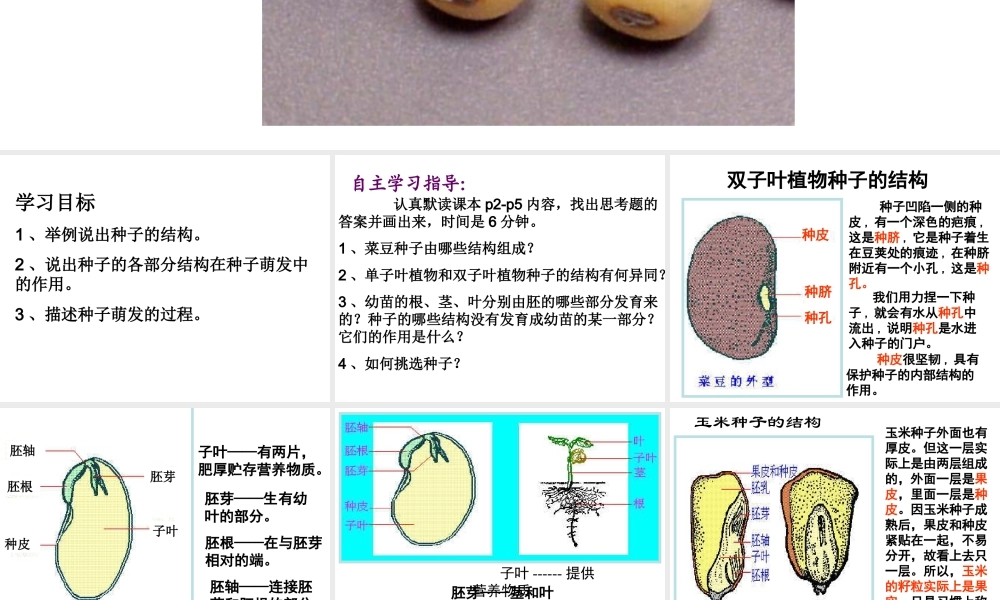 八年级生物上册 第三单元 第一章 第一节 种子萌发的过程课件 冀少版-人教版初中八年级上册生物课件