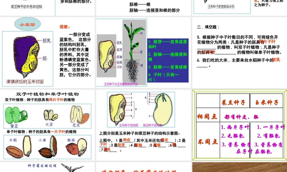 八年级生物上册 第三单元 第一章 第一节 种子萌发的过程课件 冀少版-人教版初中八年级上册生物课件