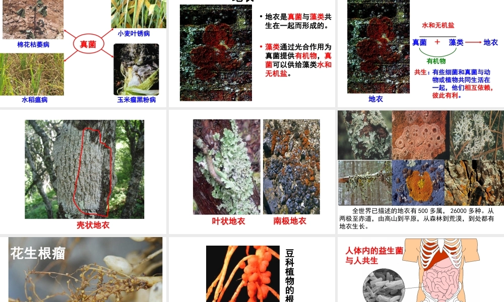 八年级生物上册 第5单元 第4章 微生物在生物圈中的作用课件 （新版）冀教版-（新版）冀教级上册生物课件