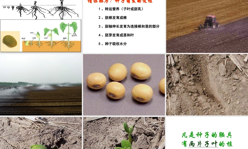 八年级生物上册 第三单元 第一章 第一节 种子萌发的过程课件 冀少版-人教级上册生物课件