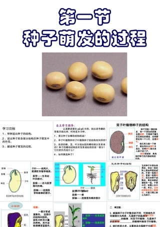 八年级生物上册 第三单元 第一章 第一节 种子萌发的过程课件 冀少版-人教级上册生物课件