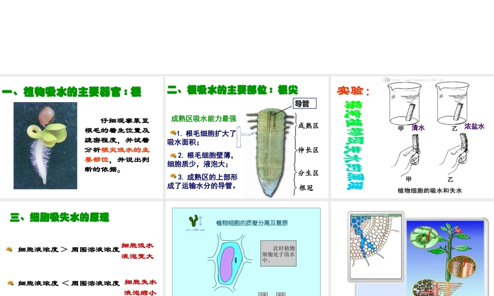 八年级生物上册 第三单元 植物的生活 第二章 根的吸收作用 第二节 根对水分的吸收课件 冀教版-冀教版初中八年级上册生物课件
