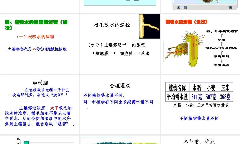 八年级生物上册 第三单元 植物的生活 第二章 根的吸收作用 第二节 根对水分的吸收课件 冀教版-冀教版初中八年级上册生物课件