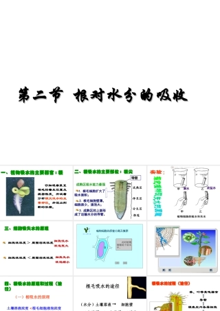 八年级生物上册 第三单元 植物的生活 第二章 根的吸收作用 第二节 根对水分的吸收课件 冀教版-冀教版初中八年级上册生物课件