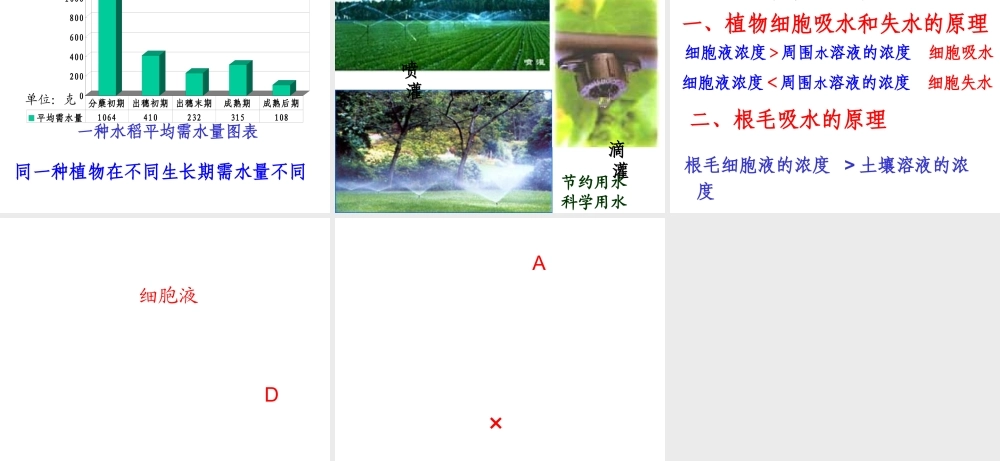 八年级生物上册 第三单元 植物的生活 第二章 根的吸收作用 第二节 根对水分的吸收课件 冀教版-冀教级上册生物课件