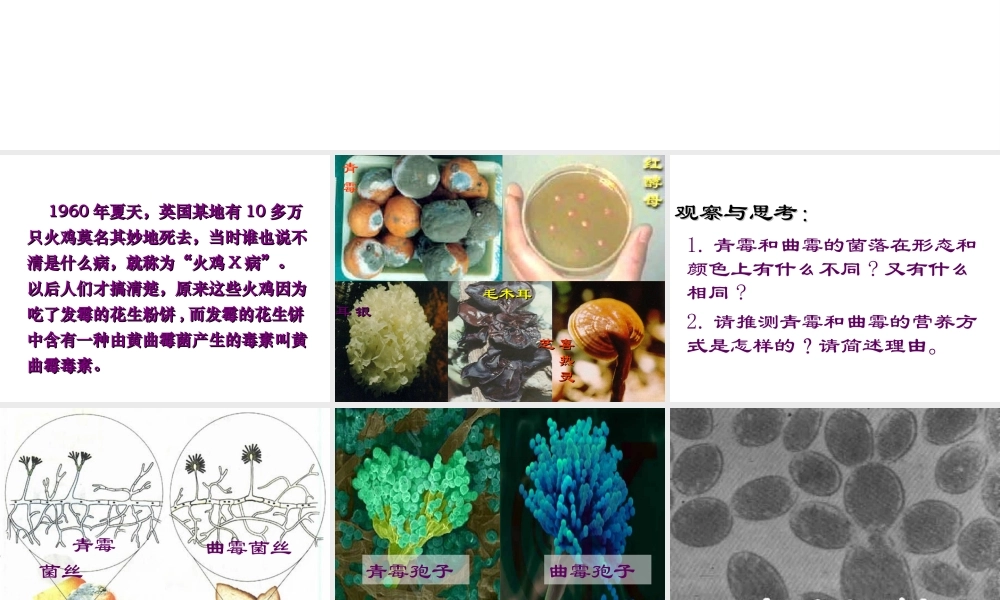 八年级生物上册 第5单元 第4章 细菌和真菌 第三节 真菌课件 新人教版