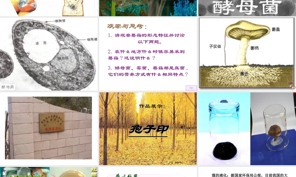 八年级生物上册 第5单元 第4章 细菌和真菌 第三节 真菌课件 新人教版