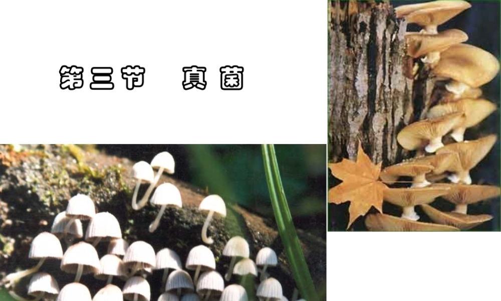 八年级生物上册 第5单元 第4章 细菌和真菌 第三节 真菌课件1 新人教版