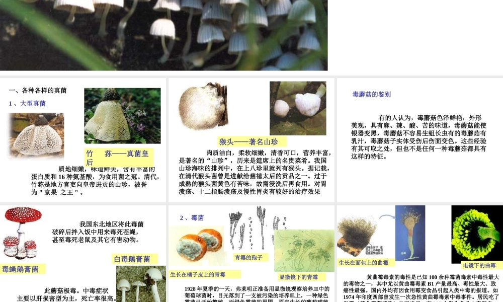 八年级生物上册 第5单元 第4章 细菌和真菌 第三节 真菌课件1 新人教版