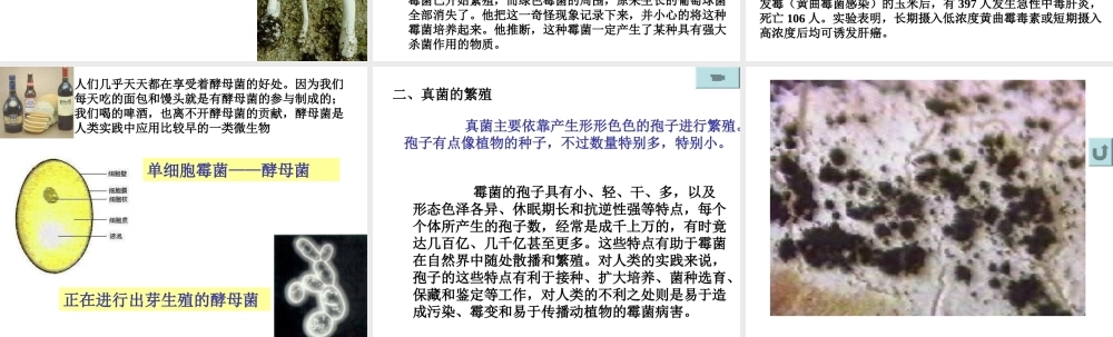 八年级生物上册 第5单元 第4章 细菌和真菌 第三节 真菌课件1 新人教版