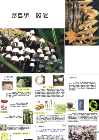 八年级生物上册 第5单元 第4章 细菌和真菌 第三节 真菌课件1 新人教版