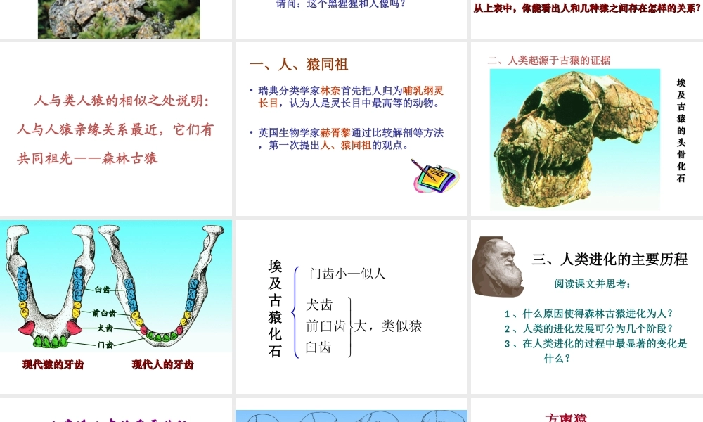 八年级生物上册 第三章 第四节 人类的起源和进化课件 苏教版