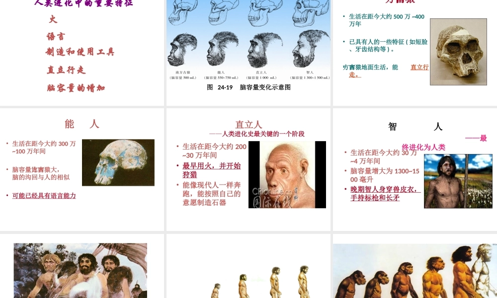 八年级生物上册 第三章 第四节 人类的起源和进化课件 苏教版