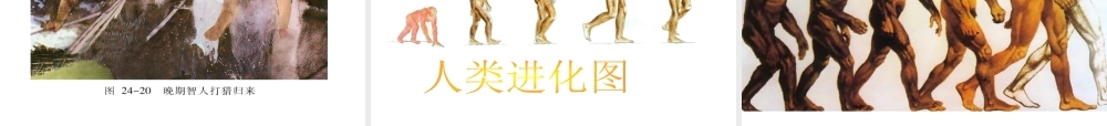 八年级生物上册 第三章 第四节 人类的起源和进化课件 苏教版
