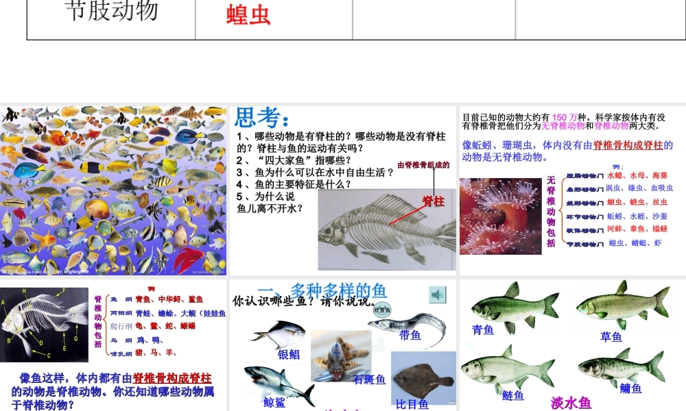 八年级生物上册 第五单元 第一章 第四节 鱼课件 （新版）新人教版-（新版）新人教级上册生物课件