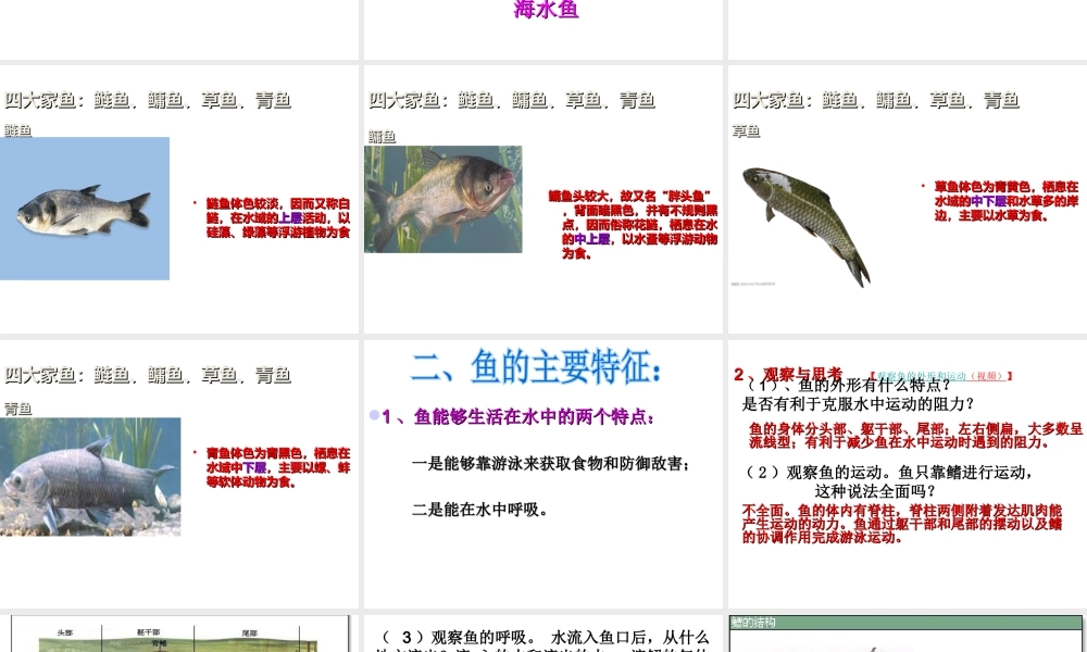 八年级生物上册 第五单元 第一章 第四节 鱼课件 （新版）新人教版-（新版）新人教级上册生物课件